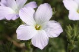 Linum lanuginosum