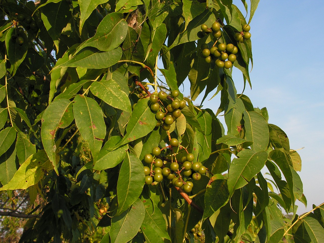 Изображение особи Phellodendron amurense.