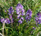 Polygala comosa