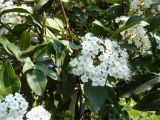 Viburnum tinus. Ветви с цветками и плодами. Крым, Ялта. 05.04.2009.