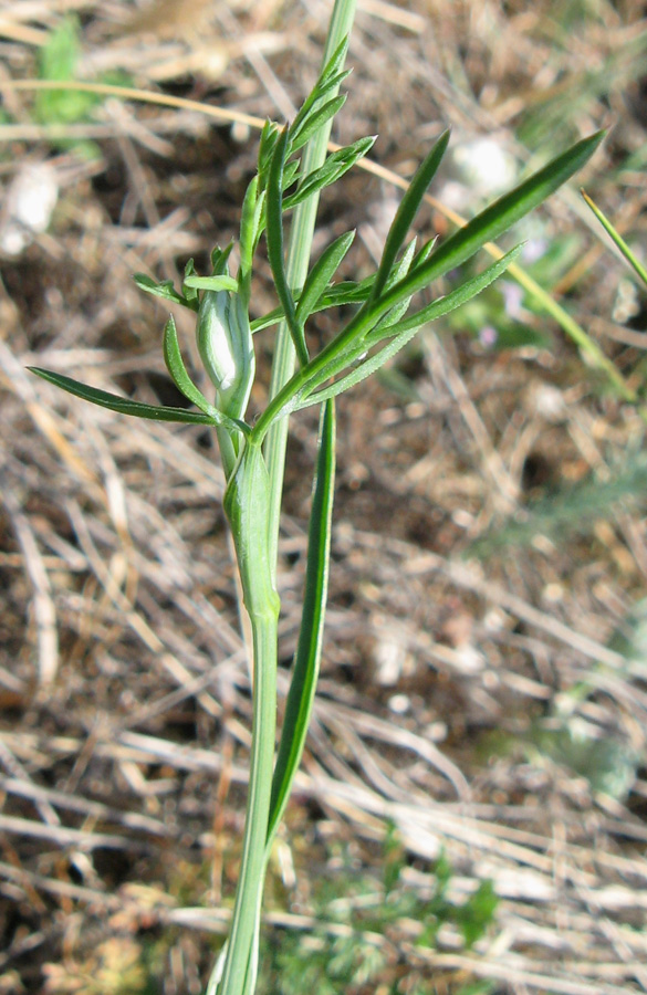 Изображение особи Orlaya grandiflora.