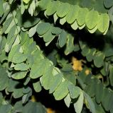 Robinia pseudoacacia