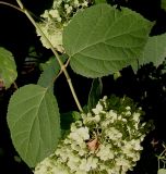 Hydrangea arborescens