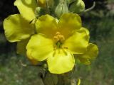 Verbascum densiflorum