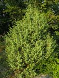 Juniperus deltoides. Молодое дерево. Краснодарский край, Новороссийский р-н, окр. пос. Абрау-Дюрсо, можжевеловое редколесье. 14.07.2013.