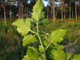 Solanum подвид schultesii