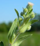 Erigeron acris