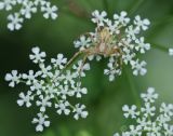 Conium maculatum. Фрагмент соцветия с пауком. Молдова, Страшенский р-н, с. Каприяна, свежая грабовая дубрава. 22.06.2014.