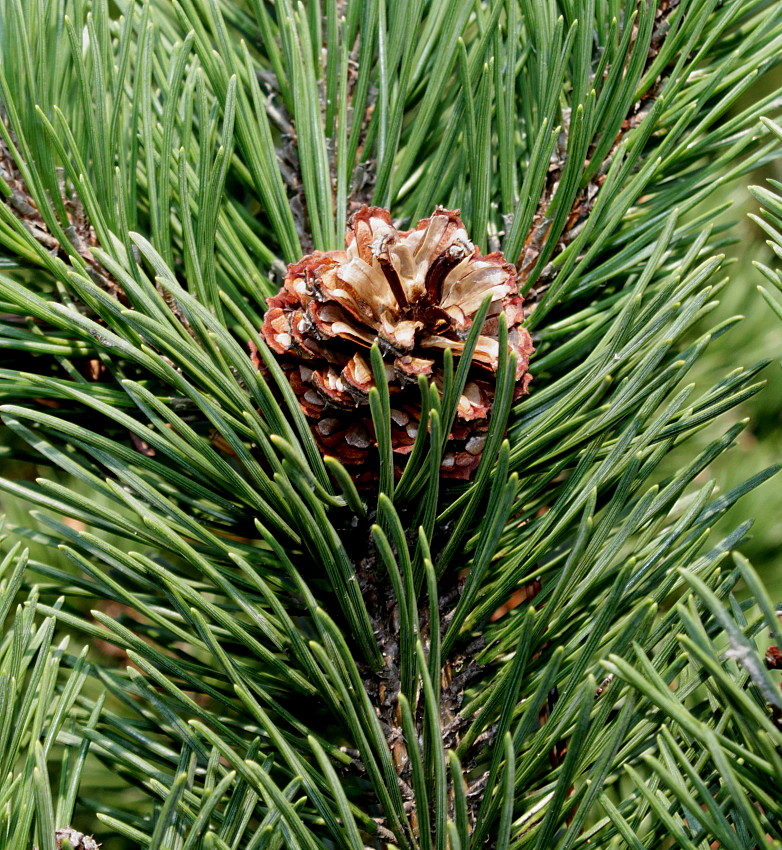 Изображение особи Pinus mugo.