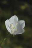 Campanula persicifolia