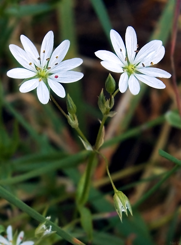 Image of Stellaria graminea specimen.