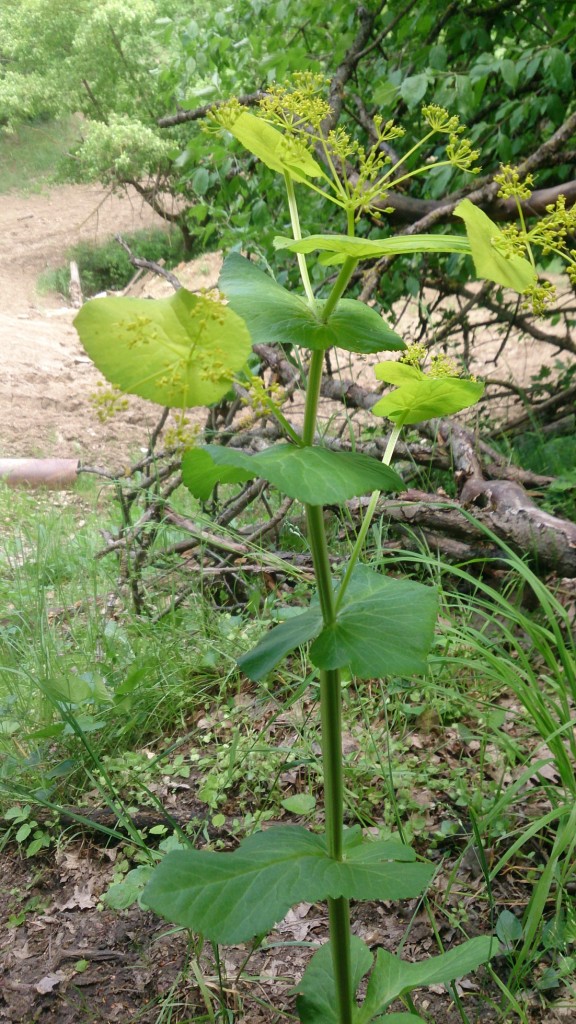 Изображение особи Smyrnium perfoliatum.