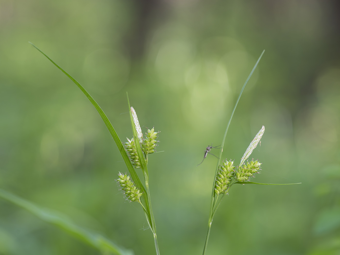 Изображение особи Carex pallescens.