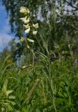 Lathyrus pallescens. Верхушка цветущего и плодоносящего растения. Татарстан, Лениногорский р-н, опушка леса. 09.06.2016.