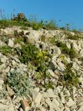 Potentilla callieri