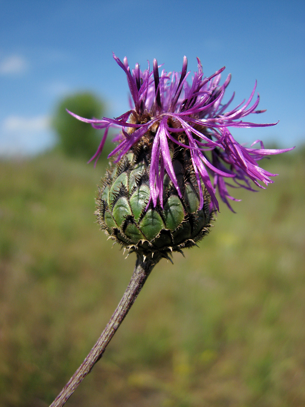 Изображение особи Centaurea apiculata.