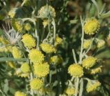 Artemisia absinthium