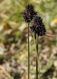 Carex melanocephala