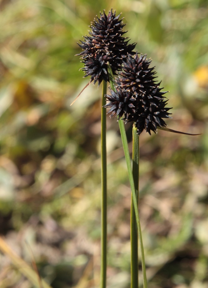 Изображение особи Carex melanocephala.