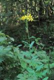 Senecio grandidentatus