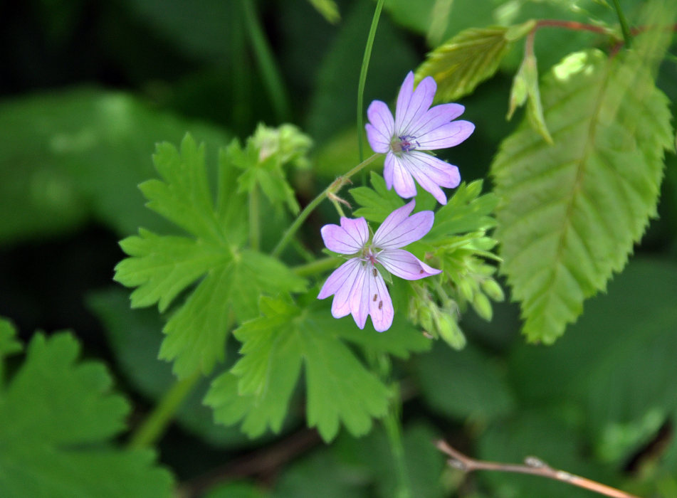 Изображение особи Geranium pyrenaicum.