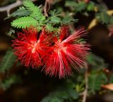 Calliandra californica