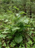 Cypripedium calceolus