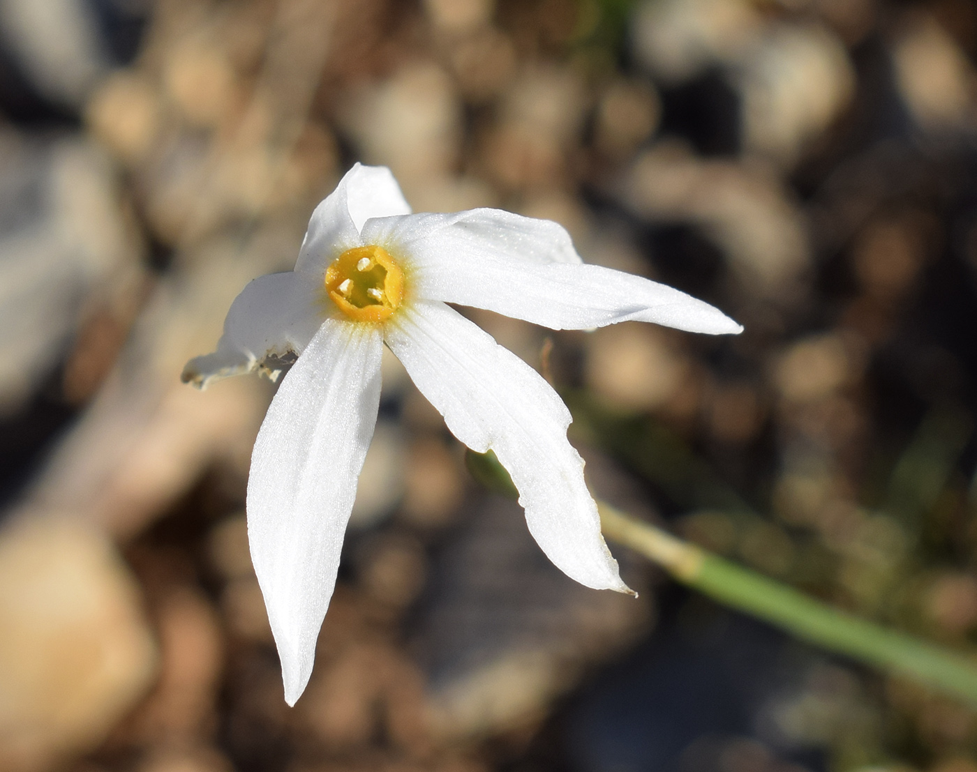 Изображение особи Narcissus obsoletus.