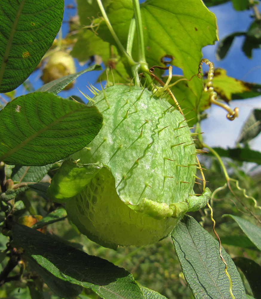 Изображение особи Echinocystis lobata.