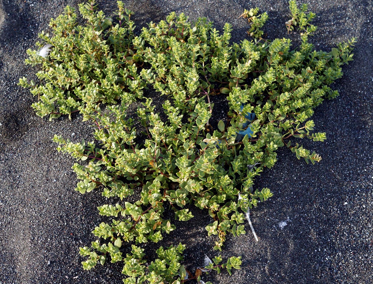 Image of Honckenya peploides ssp. major specimen.