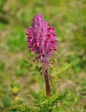 Pedicularis panjutinii