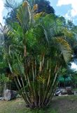 Dypsis lutescens