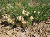 Astragalus skorniakowii. Плодоносящее растение на сухом мелкощебнистом склоне. Казахстан, Южно-Казахстанская обл., Сырдарья-Туркестанский государственный региональный природный парк, Боралдайский филиал, бас. р. Аяк-Сунгу. 01.06.2016.