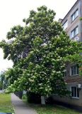 Catalpa bignonioides. Взрослое цветущее дерево. Краснодарский край, г. Тихорецк, в озеленении. 24.05.2018.