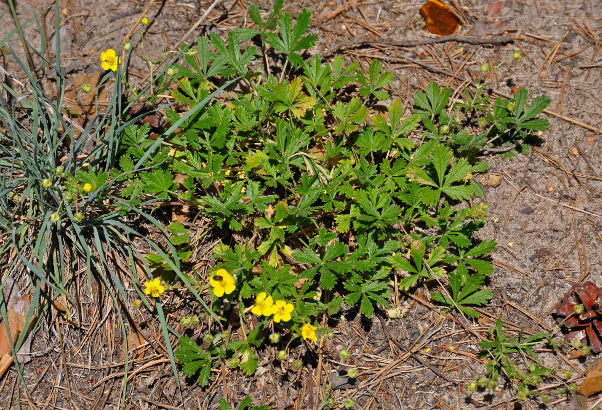 Изображение особи род Potentilla.