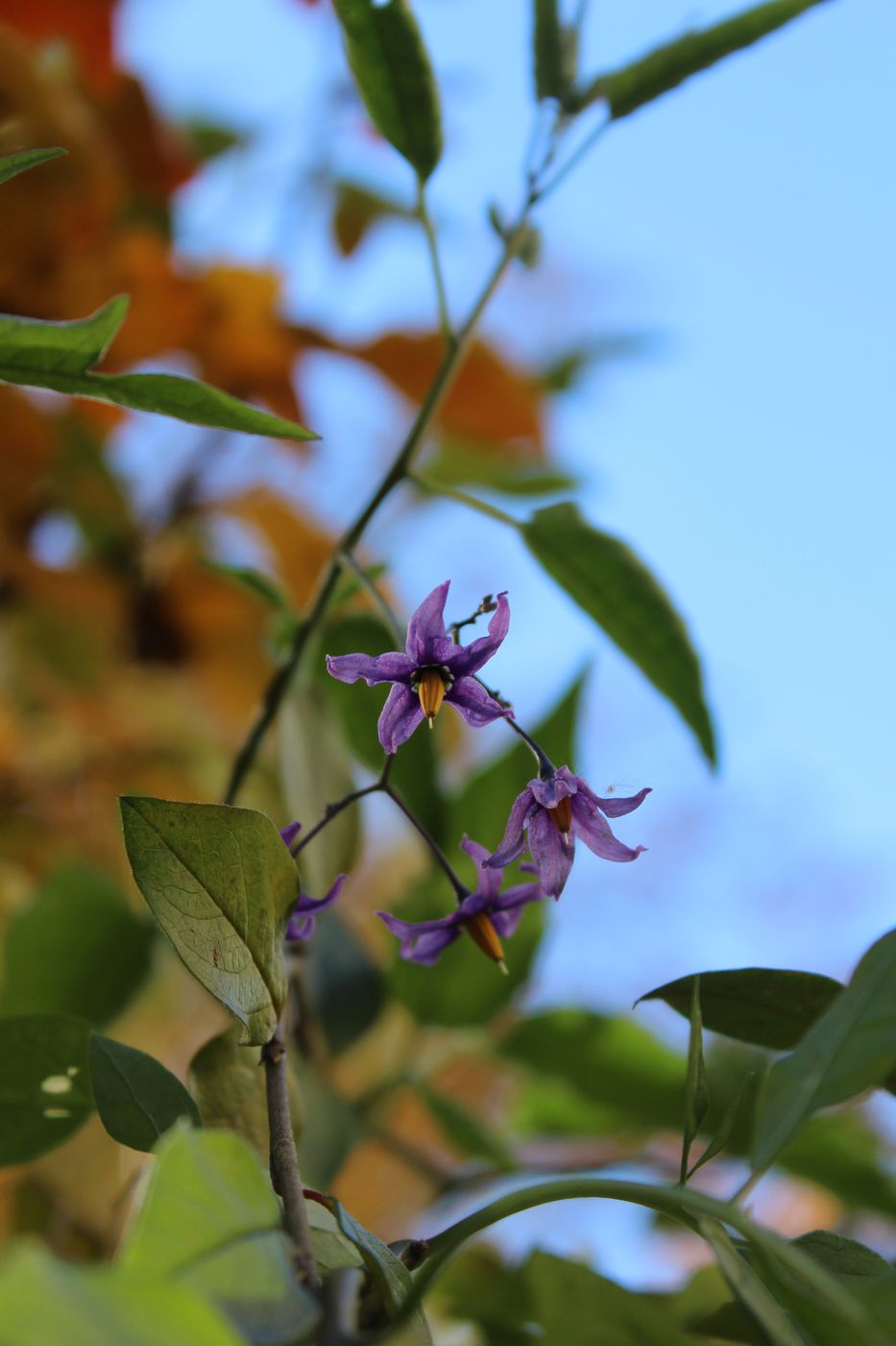 Изображение особи Solanum dulcamara.