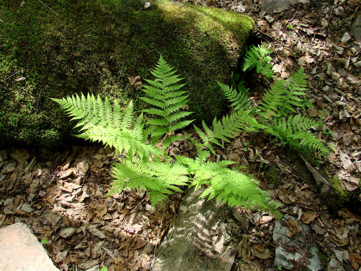 Изображение особи Athyrium monomachii.