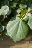 Tilia europaea