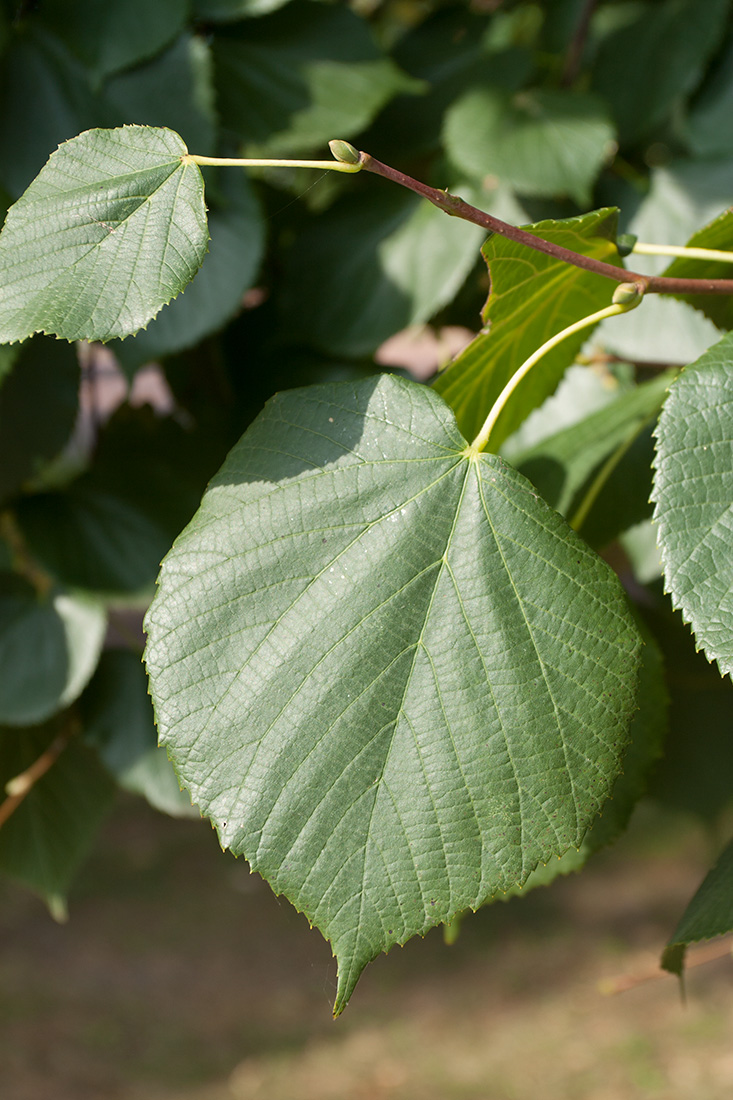 Изображение особи Tilia europaea.