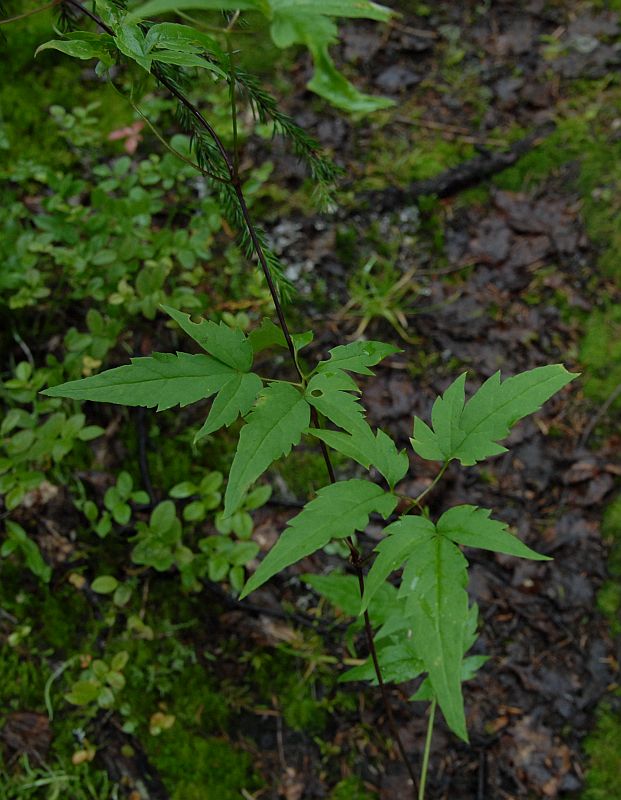 Изображение особи Atragene sibirica.