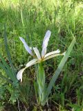 Iris sogdiana