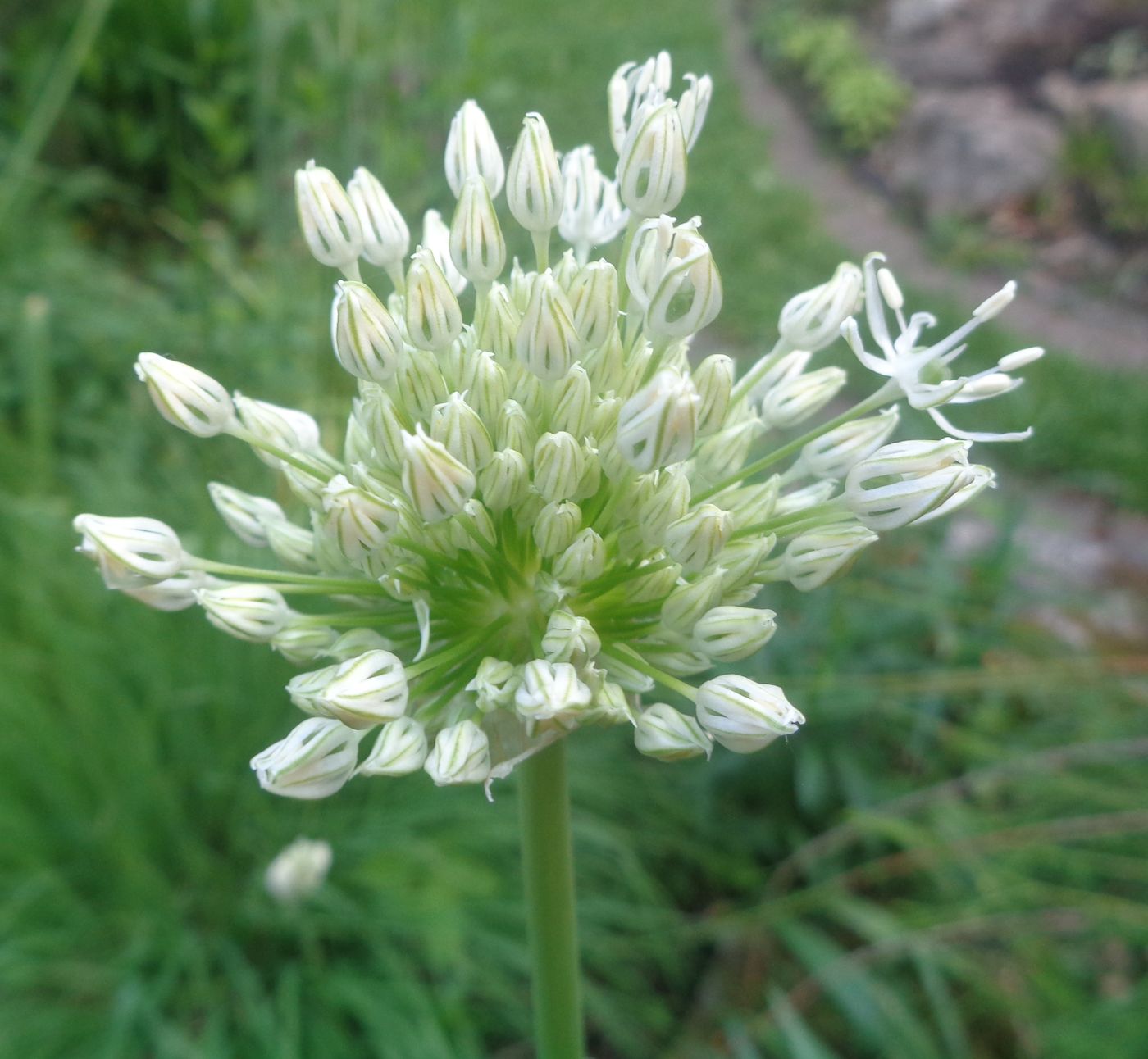 Изображение особи Allium stipitatum.