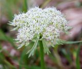 Pachypleurum alpinum. Соцветие. Республика Коми, нацпарк Югыд ва, перевал Зигзаг, моховая тундра. 17.08.2019.