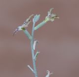 Matthiola arabica. Верхушка побега с бутонами и цветками. Иордания, мухафаза Акаба, Арава. 15.04.2019.