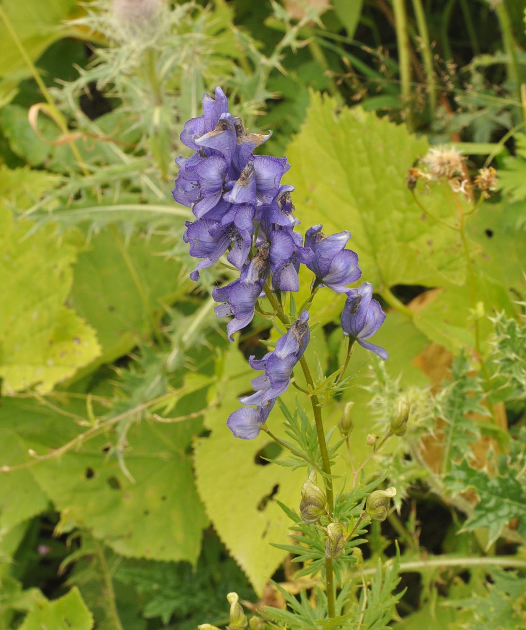 Изображение особи род Aconitum.