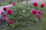 Paeonia officinalis