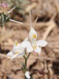 Delphinium rugulosum