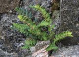 Woodsia ilvensis