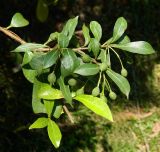 Pittosporum heterophyllum