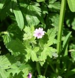 Geranium divaricatum